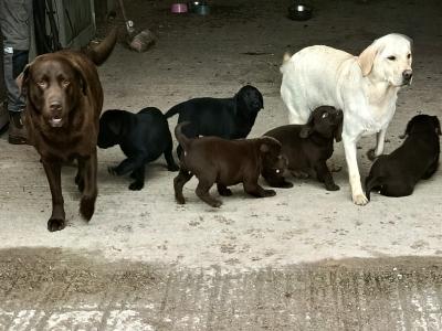 IKC registered (pending) Labrador pups for sale in Limerick