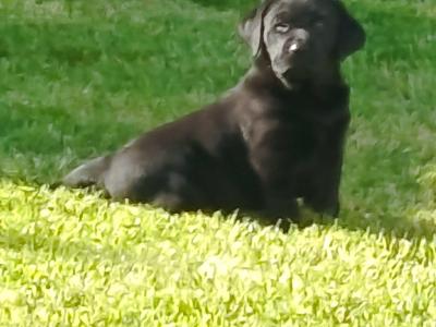 IKC registered (pending) Labrador pups for sale in Limerick