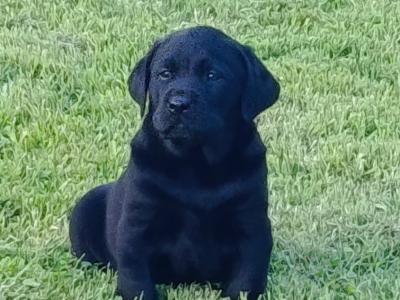 IKC registered (pending) Labrador pups for sale in Limerick