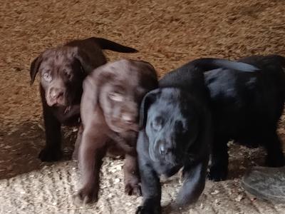 IKC registered (pending) Labrador pups for sale in Limerick