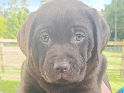IKC registered (pending) Labrador pups for sale in Limerick