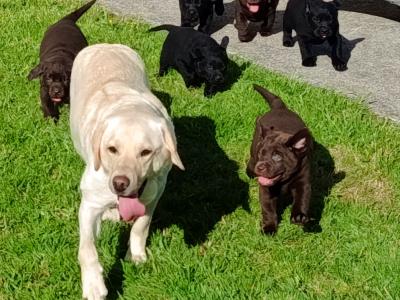 IKC registered (pending) Labrador pups for sale in Limerick