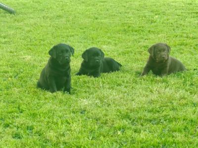 IKC registered (pending) Labrador pups for sale in Limerick
