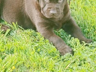 IKC registered (pending) Labrador pups for sale in Limerick