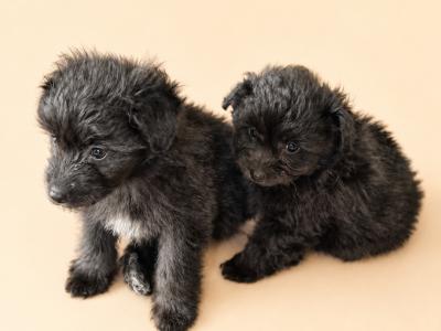 Beautiful Pomapoo (Poodle x Pomeranian) puppies in Kerry