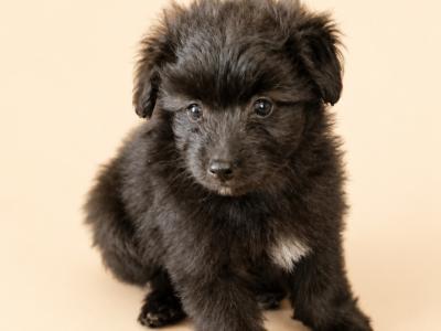 Beautiful Pomapoo (Poodle x Pomeranian) puppies in Kerry