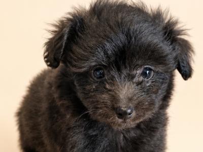 Beautiful Pomapoo (Poodle x Pomeranian) puppies in Kerry