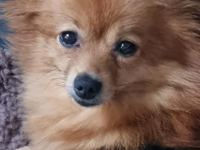 Beautiful Pomapoo (Poodle x Pomeranian) puppies in Kerry