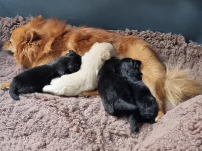 Beautiful Pomapoo (Poodle x Pomeranian) puppies in Kerry