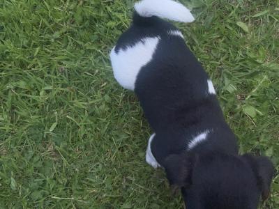 Jack Russell puppies for sale in Meath