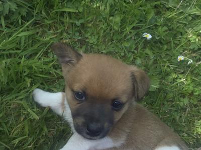 Jack Russell puppies for sale in Meath