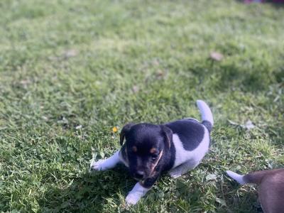 Jack Russell puppies for sale in Meath