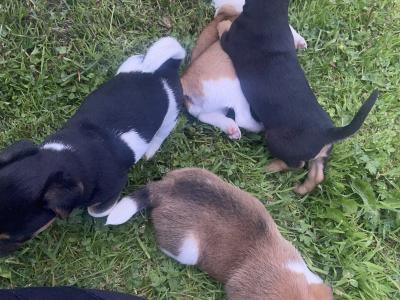 Jack Russell puppies for sale in Meath