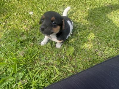 Jack Russell puppies for sale in Meath