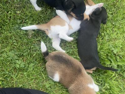 Jack Russell puppies for sale in Meath