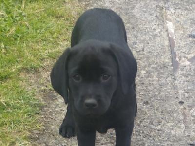 IKC Registered female Black Labrador puppies in Clare