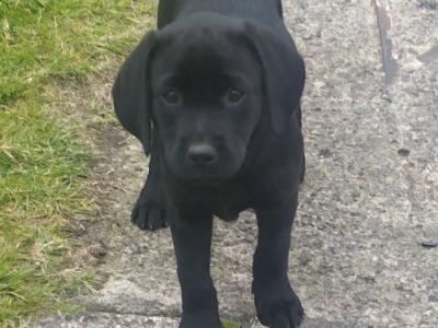 IKC Registered female Black Labrador puppies in Clare