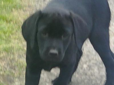 IKC Registered female Black Labrador puppies in Clare