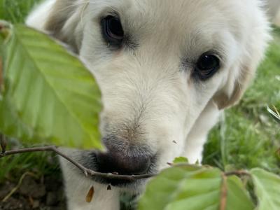 IKC Pedigree Golden Retriever puppies in Cork