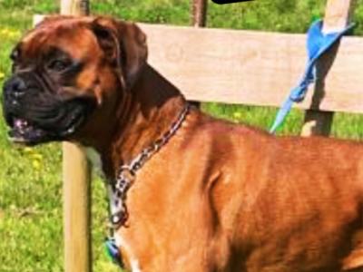 Beautiful Boxer Dog for stud with Outstanding Blood Line, in Wexford