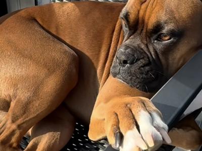 Beautiful Boxer Dog for stud with Outstanding Blood Line, in Wexford