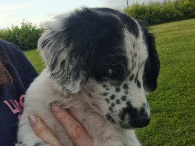 Litter of Sprocker Spaniel puppies in Roscommon