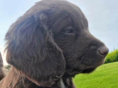 Litter of Sprocker Spaniel puppies in Roscommon