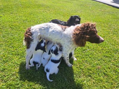 Litter of Sprocker Spaniel puppies in Roscommon