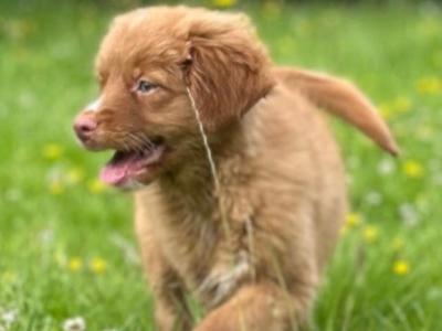 Canadian Golden Retriever puppies in Wicklow 🐶