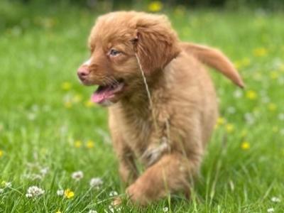 Canadian Golden Retriever puppies in Wicklow 🐶