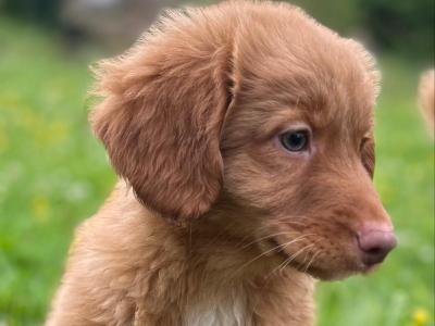 Canadian Golden Retriever puppies in Wicklow 🐶