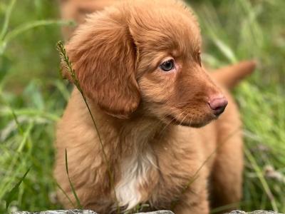 Canadian Golden Retriever puppies in Wicklow 🐶