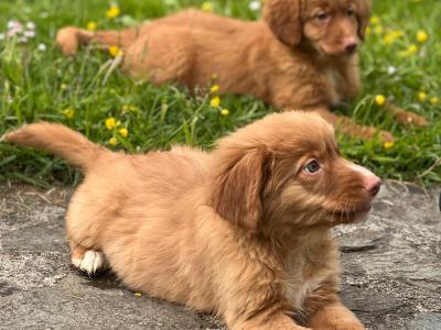 Canadian Golden Retriever puppies in Wicklow 🐶