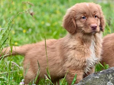 Canadian Golden Retriever puppies in Wicklow 🐶