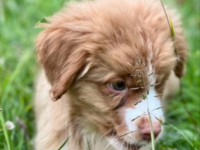Canadian Golden Retriever puppies in Wicklow 🐶