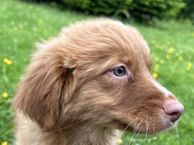 Canadian Golden Retriever puppies in Wicklow 🐶