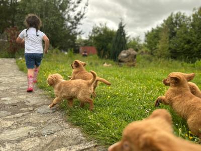 Canadian Golden Retriever puppies in Wicklow 🐶