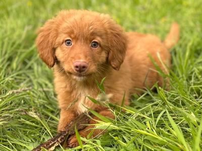 Canadian Golden Retriever puppies in Wicklow 🐶