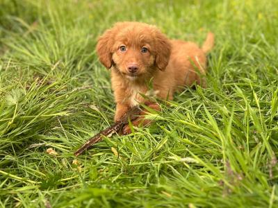 Canadian Golden Retriever puppies in Wicklow 🐶