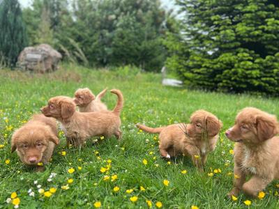 Canadian Golden Retriever puppies in Wicklow 🐶