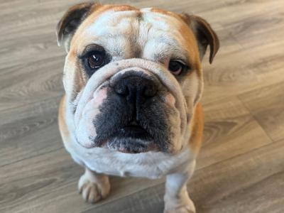 Bulldog for stud in Kildare