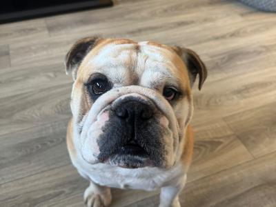 Bulldog for stud in Kildare - Pick of the Litter Agreement