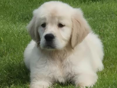IKC Registered Golden Retriever pups in Limerick