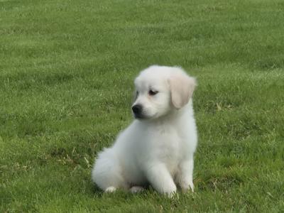 IKC Registered Golden Retriever pups in Limerick