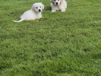 IKC Registered Golden Retriever pups in Limerick
