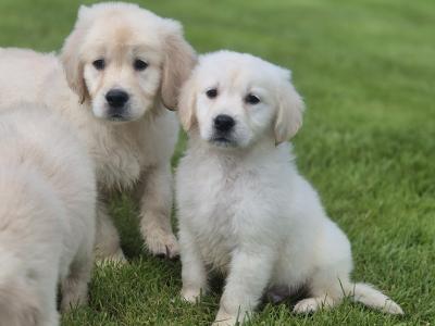 IKC Registered Golden Retriever pups in Limerick