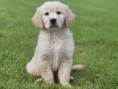 IKC Registered Golden Retriever pups in Limerick