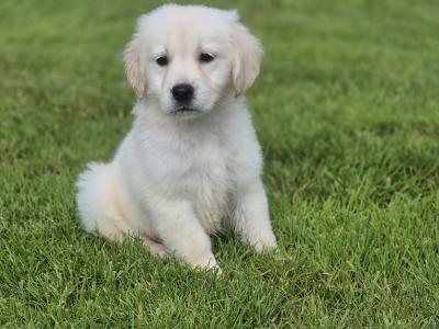 IKC Registered Golden Retriever pups in Limerick