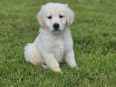 IKC Registered Golden Retriever pups in Limerick