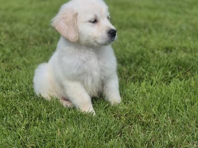 IKC Registered Golden Retriever pups in Limerick